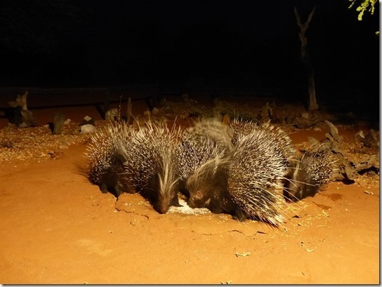 P1020636_thumb1_thumb